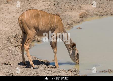 Femmina grande kudu, Tragelaphus strepsiceros, bevendo in un buco d'acqua Foto Stock
