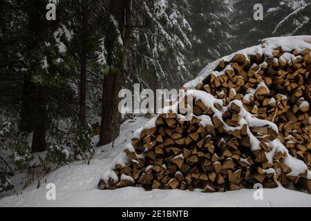 Sowy Forest e un mucchio di tronchi coperti nella neve appena caduta. Foto Stock