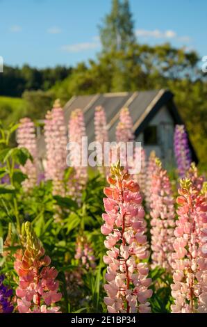 Fioritura bella lupino rosso o fiori di lupin durante il tramonto estivo.fuoco selettivo su un primo piano. Foto Stock