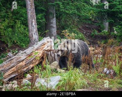 Macinacaffè e Coola Grizzly Bears, Grouse Mountain, Vancouver, British Columbia, Canada Foto Stock