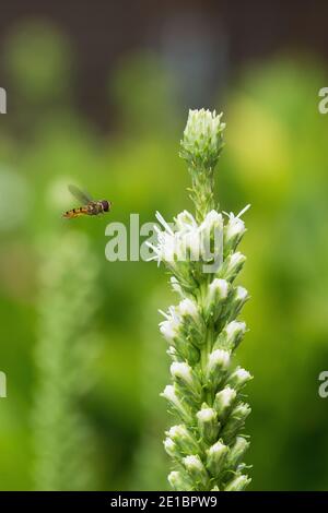 Hoverfly (Syrphidae family) flying left to right towards tall flower. Foto Stock
