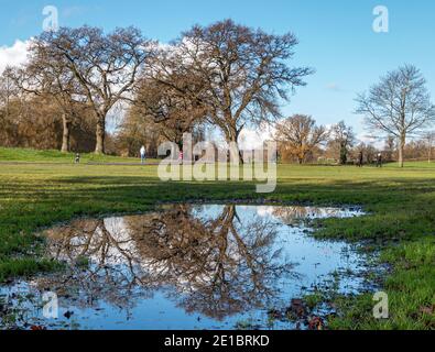 Gli alberi riflessioni Foto Stock