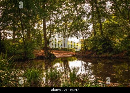 Gli alberi riflessioni Foto Stock