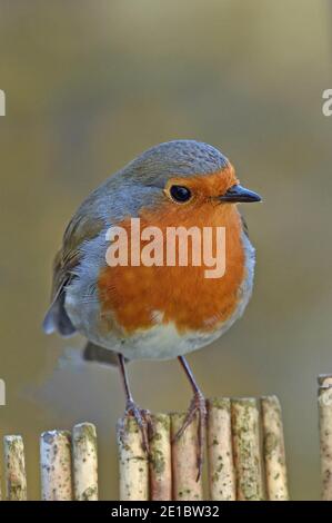 Adulto Robin, Erithacus rubiula, nel giardino Cotswold Foto Stock