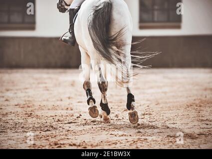 Un cavallo bianco con una lunga coda grigia sta galoppando attraverso l'arena all'aperto, zoccoli che si stagliano sulla sabbia. Sport equestri. Esercizio. Foto Stock