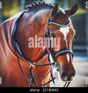 Una baia carina bel cavallo si erge vestito in una coperta marrone in una giornata soleggiata freddo. Sport equestri. Prendersi cura del cavallo. Foto Stock