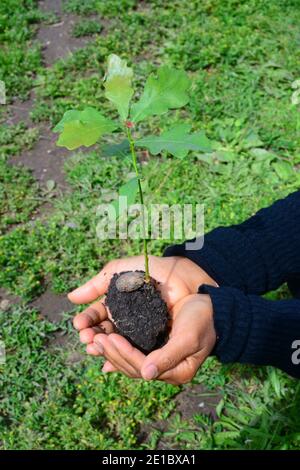 persona che tiene segatura quercia regno unito Foto Stock