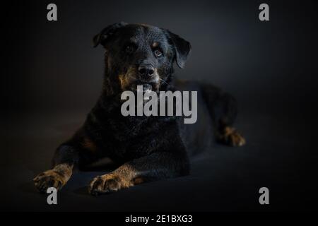 Nero rottweiler cane primo piano ritratto su sfondo scuro Foto Stock