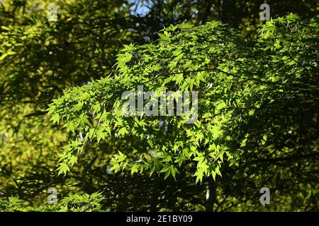 Acer japonicum, acero giapponese, foglie verdi in retroilluminazione, Kamakura, prefettura di Kanagawa, Giappone Foto Stock