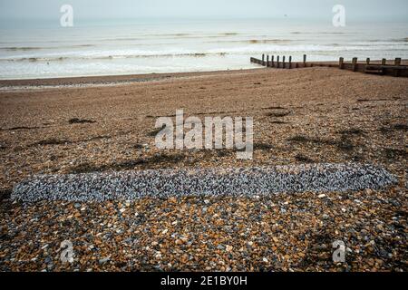 Migliaia di Barnacles dell'Oca (pollicipes pollicipes) attaccati ad un pezzo grande di legname lavato in su sulla spiaggia a Worthing orientale, Sussex occidentale, Regno Unito Foto Stock