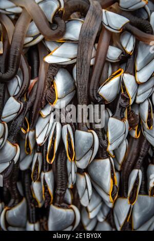 Migliaia di Barnacles dell'Oca (pollicipes pollicipes) attaccati ad un pezzo grande di legname lavato in su sulla spiaggia a Worthing orientale, Sussex occidentale, Regno Unito Foto Stock