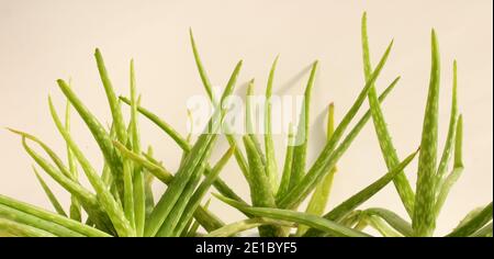 Aloe vera in crescita in pentola bianca su sfondo bianco Foto Stock