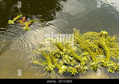 Pechino, Cina. 6 gennaio 2021. Un bambino si presenta in acqua con ninfee appena raccolte a Munshiganj, Bangladesh, 29 agosto 2020. Credit: Xinhua/Alamy Live News Foto Stock