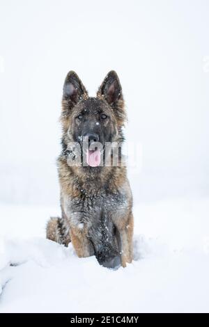 Cane da pastore tedesco dai capelli lunghi (alsaziano) seduto nel neve Foto Stock