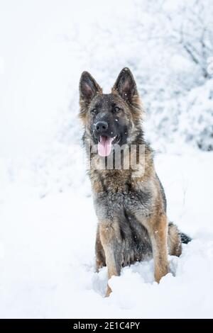 Cane da pastore tedesco dai capelli lunghi (alsaziano) seduto nel neve Foto Stock