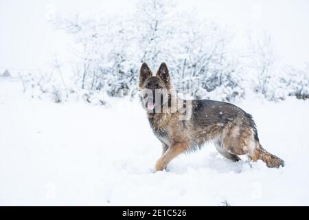 Cane da pastore tedesco dai capelli lunghi femmina (alsaziano) che cammina nel neve Foto Stock