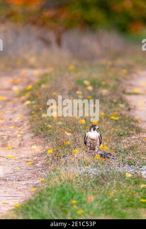 Un Falco Peregrine (Falco peregrinus) che si erge sopra la sua preda nel mezzo di una strada a due binari. Foto Stock