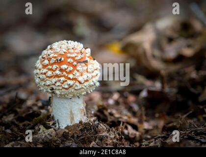 Amanita Muscaria / Fly Agaric ( aka Fly Amanita ) Fly Argaric ( Fly Amanita ) funghi che crescono nell'antico bosco di Piddington in Oxfordshire. Foto Stock