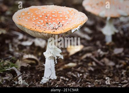 Amanita Muscaria / Fly Agaric ( aka Fly Amanita ) Fly Argaric ( Fly Amanita ) funghi che crescono nell'antico bosco di Piddington in Oxfordshire. Foto Stock