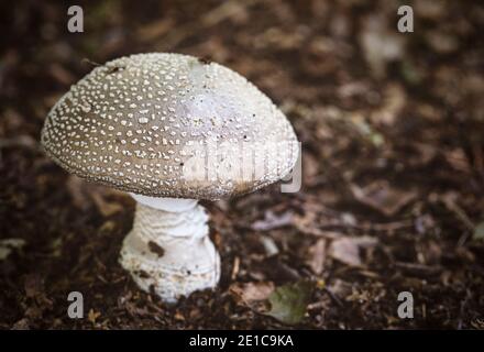 Blusher Amanita / Amanita rubbescens Mushroom Foraging Walk in Foxhole legno nr Moreton-in-the-Marsh. Foto Stock