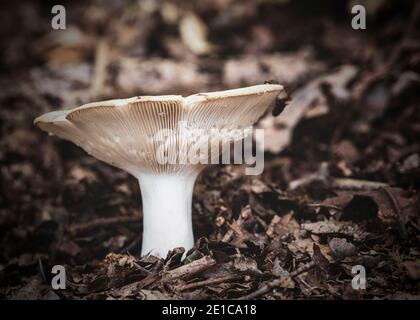 Funghi gillati non identificati sulla passeggiata di foraggio in Foxhole legno nr Moreton-in-the-Marsh. Foto Stock