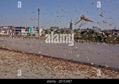 Pechino, Cina. 6 gennaio 2021. Foto scattata il 25 maggio 2020 mostra sciami di locuste nelle zone residenziali di Jaipur, la capitale dello stato occidentale dell'India del Rajasthan. Credit: Xinhua/Alamy Live News Foto Stock