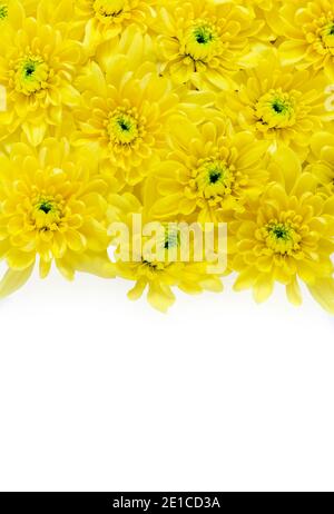 sfondo primaverile di vivace crisantemo giallo su sfondo bianco per la copia-spazio per l'uso di poster di carte intestazione e auto da evento Foto Stock