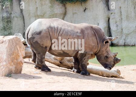 Rinoceronti bianchi meridionali o rinoceronti quadrati (Ceratotherium simum), le più grandi specie estanti di rinoceronte. Foto Stock