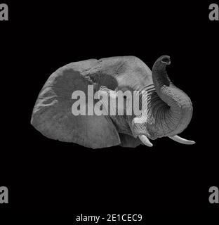 testa di elefante africano isolata in bianco e nero Foto Stock