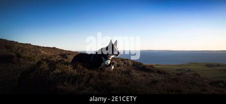 Isole Orkney, Scozia, Regno Unito Foto Stock