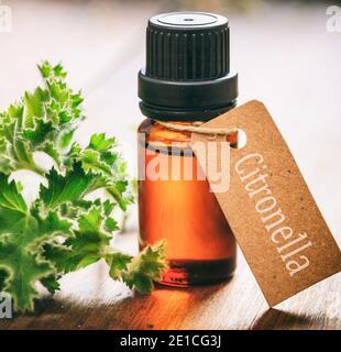 Foglie fresche di citronella e olio essenziale su sfondo ligneo vista closeup. Pelargonio citrosum o geranio erba naturale repel zanzara insetto Foto Stock
