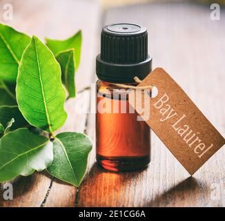 Bay olio essenziale e foglie fresche su sfondo di legno. L'alloro della baia o Laurus nobilis è un albero sempreverde aromatico o un grande arbusto Foto Stock