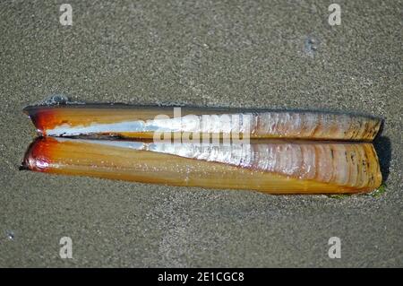 Guscio di pod Razor (Ensis siliqua) sulla West Wittering Beach, Chichester, West Sussex, Inghilterra, Regno Unito. Otto, 8 pollici, 20 centimetri, cms, lungo, e uno i Foto Stock