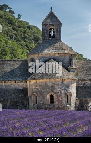 Abbazia cistercense di Senanque e filari fioriti di lavanda, vicino a Gordes nel Vaucluse, Provenza, Francia Foto Stock