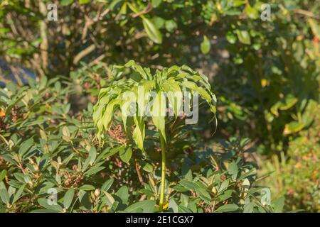 Forma dell'ombrello foglie verdi di un giglio di Cobra dell'Himalaya (Arisaema consanguineum) che cresce in un giardino nel Devon Rurale, Inghilterra, Regno Unito Foto Stock