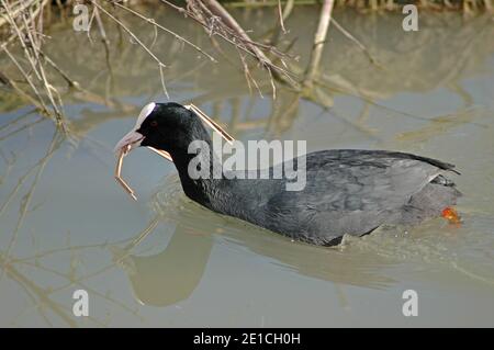 Coot (Fulica atra) nuotare con nido materiale da costruzione nel suo becco. Arundel Wildfowl e Wetlands Trust. Marzo. West Sussex, Inghilterra, Regno Unito. Foto Stock