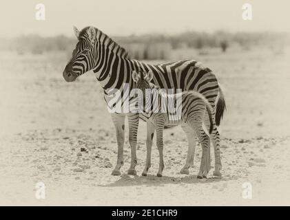 Zebra foal madre e bambino nel Parco Nazionale di Etosha, Namibia Foto Stock