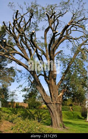 Quercia di Holm, (Quercus ilex), vivo, quercia, quercia di Evergreen, o quercia di Holly, potata e supportata con le fasce metalliche per evitare la spaccatura. Chichester, Sussex occidentale Foto Stock