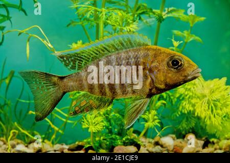 L'ureka jacobfreibergi è una specie di pesce della famiglia delle Cichlidae. È anche conosciuto come il pavone di Freiberg o cichl di fata Foto Stock