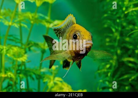 L'ureka jacobfreibergi è una specie di pesce della famiglia delle Cichlidae. È anche conosciuto come il pavone di Freiberg o cichl di fata Foto Stock