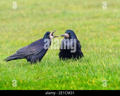 Rook Corvus frugilegus pair feeding in grassland East coast Norfolk Stock Photo