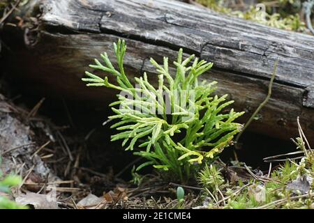 Diphasiastrum complanatum, conosciuto come falciaedar, jenny strisciante, o running-pine settentrionale, pianta selvatica dalla Finlandia Foto Stock