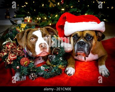 Cucciolo di bulldog americano con decorazioni natalizie Foto Stock