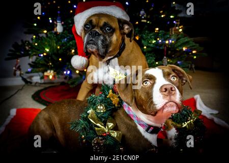 Cucciolo di bulldog americano con decorazioni natalizie Foto Stock