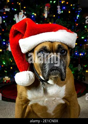 Cucciolo di bulldog americano con decorazioni natalizie Foto Stock