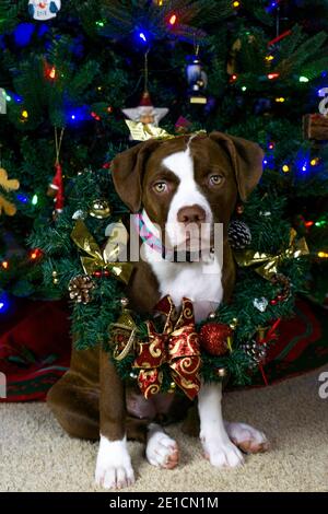 Cucciolo di bulldog americano con decorazioni natalizie Foto Stock