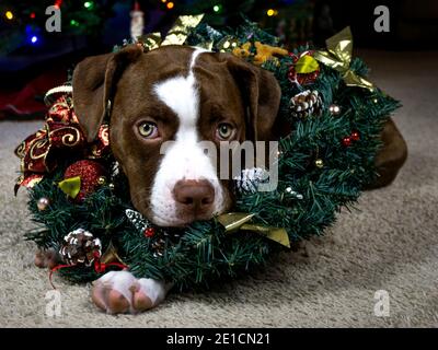 Cucciolo di bulldog americano con decorazioni natalizie Foto Stock