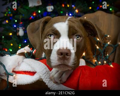 Cucciolo di bulldog americano con decorazioni natalizie Foto Stock