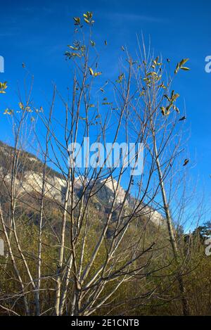 Umore autunnale in Balzers nel Liechtenstein 17.11.2020 Foto Stock