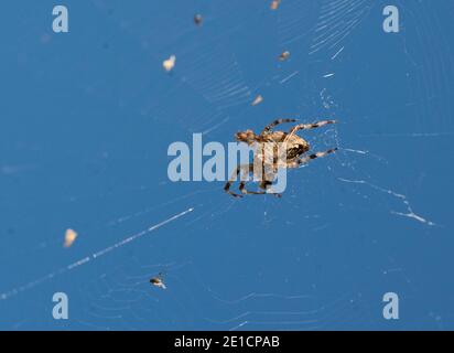 ARANEUS ragno di tessitura Orb Araneus Diadematus Foto Stock